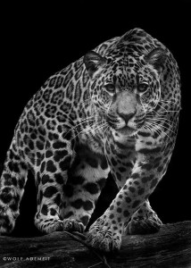 animal-leopard